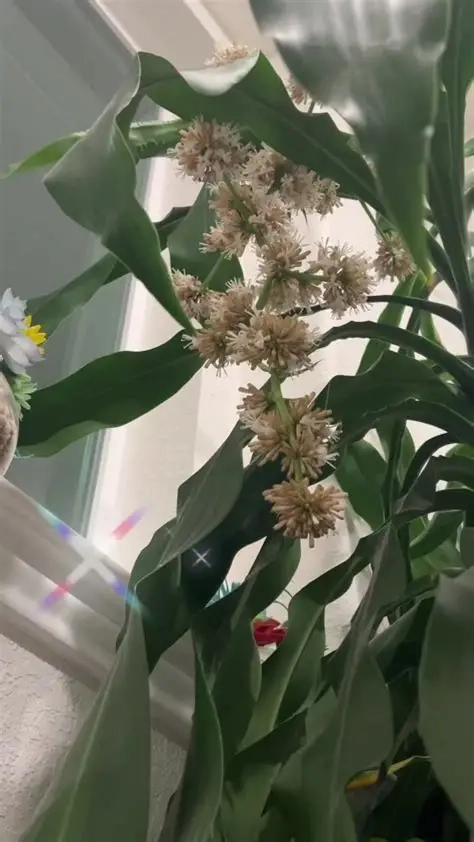 Khám phá giá trị từ ý nghĩa cây thiết mộc lan