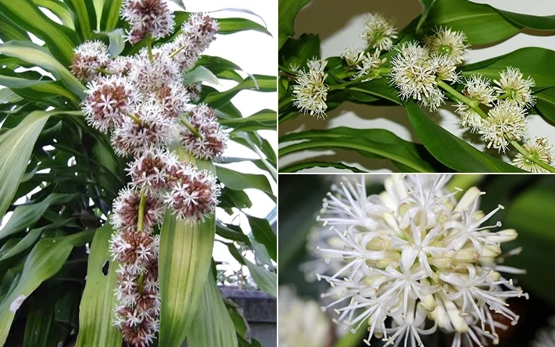 Chia sẻ dễ hiểu về cách trồng cây thiết mộc lan