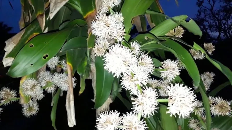 Tham khảo nhẹ nhàng về giá cây thiết mộc lan