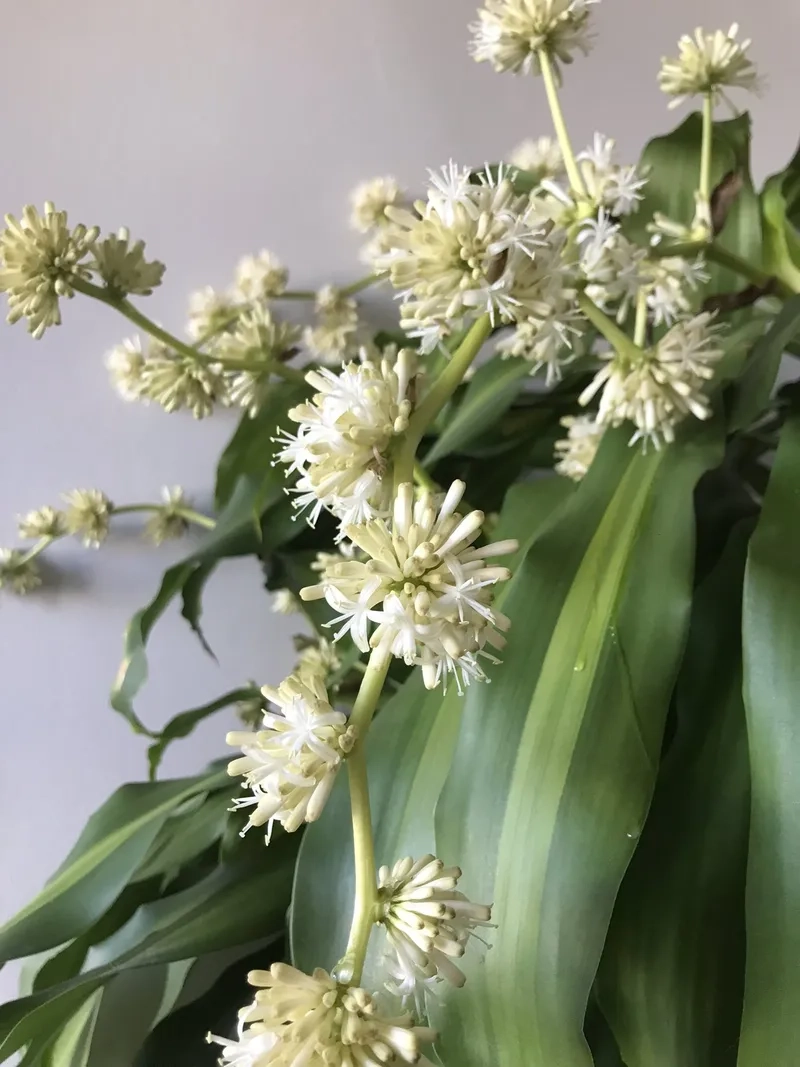 Hướng dẫn nhẹ nhàng để chăm sóc thiết mộc lan