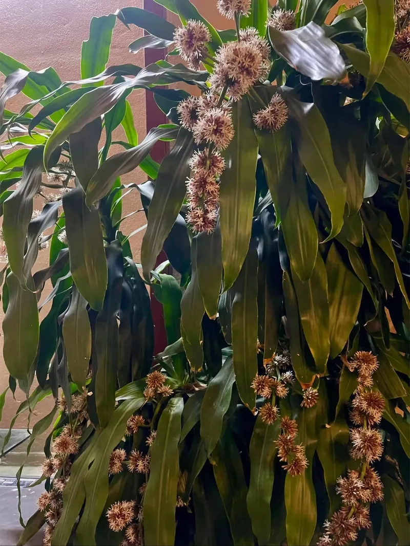 Gợi ý trang trí với cây thiết mộc lan để trong nhà