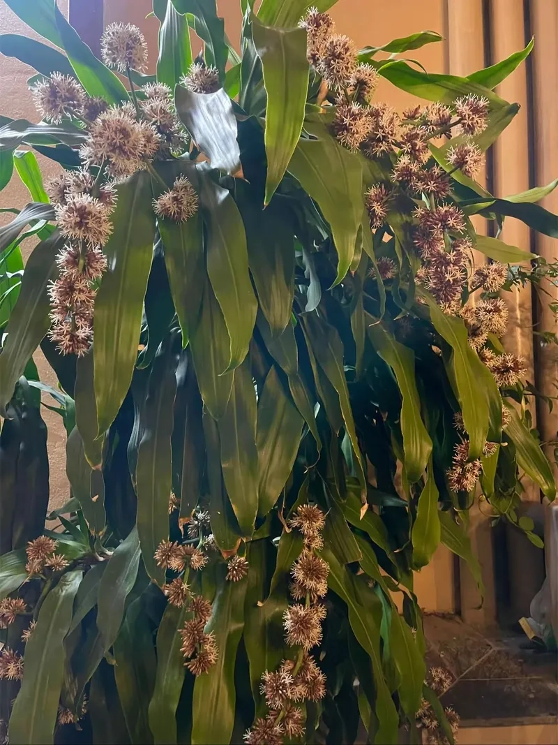 Trải nghiệm mới mẻ cùng cây thiết mộc lan thủy sinh