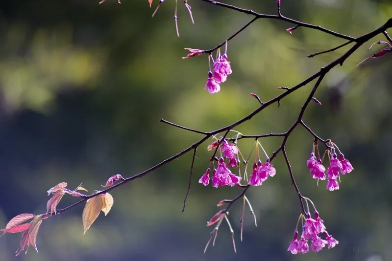 Nhiều người yêu thích bởi ý nghĩa hoa đào chuông