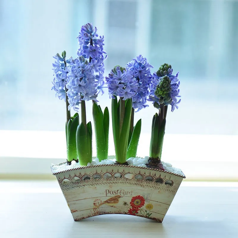 Cách trồng hoa lan dạ hương phù hợp nhà phố