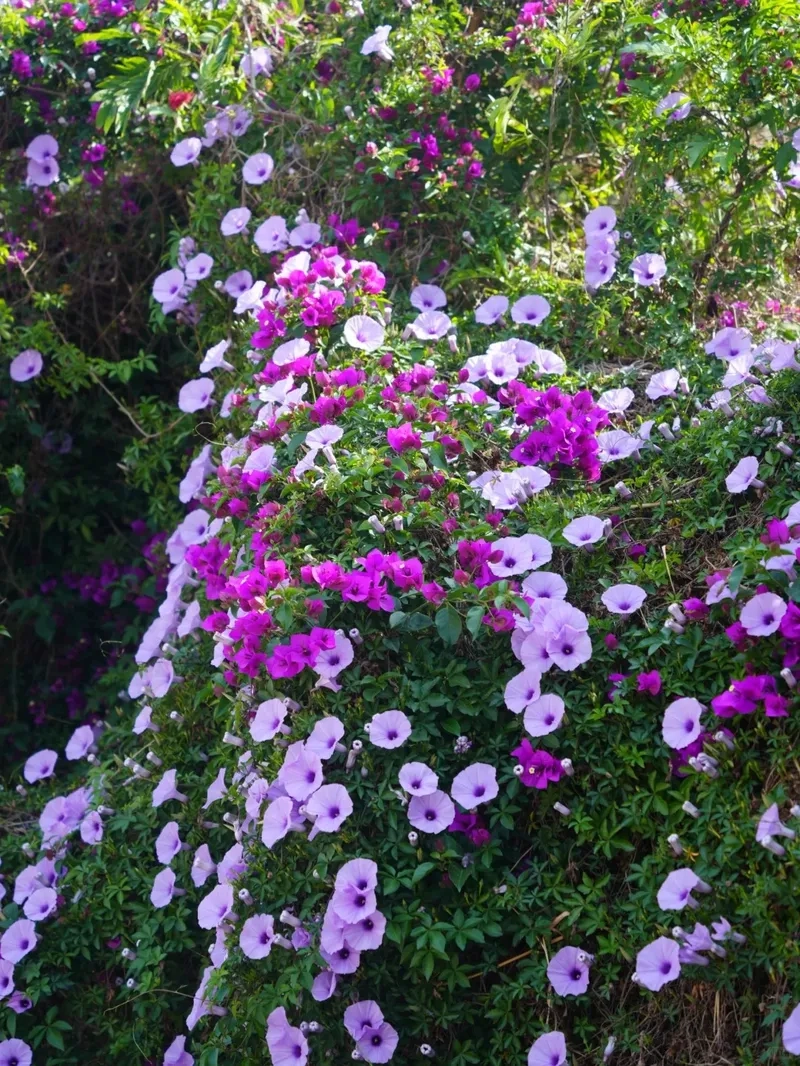 Không gian xanh nhờ dây leo bìm bìm tự nhiên