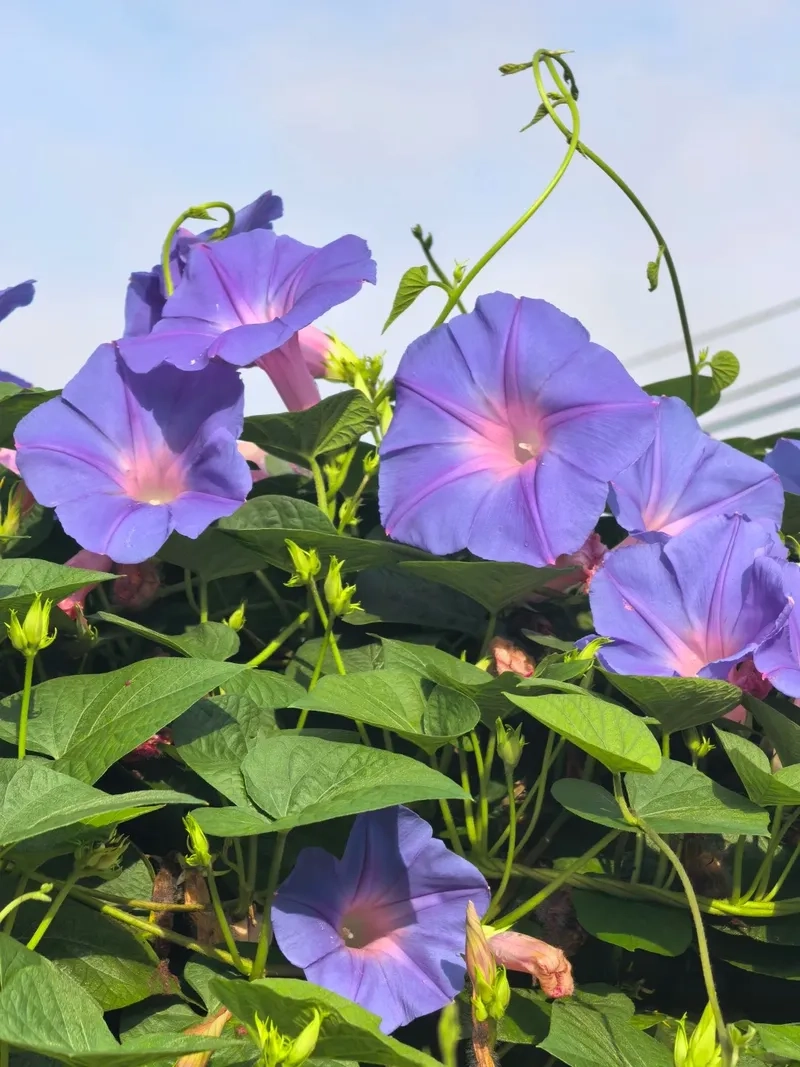 Dây bìm bìm mềm mại phủ xanh hàng rào