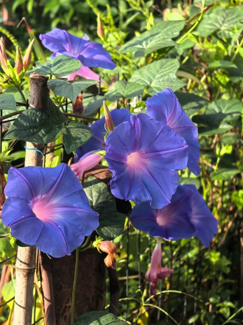 Cảnh vườn sinh động với dây bìm bìm leo cao