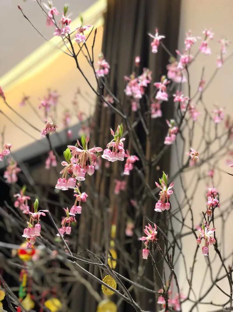 Ai cũng say mê trước hình ảnh hoa đào chuông đẹp