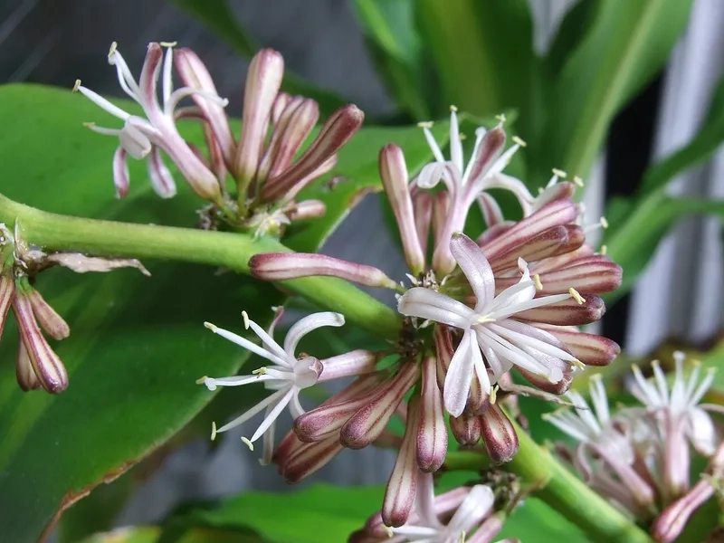 Hướng dẫn cơ bản về cách nhân giống cây thiết mộc lan