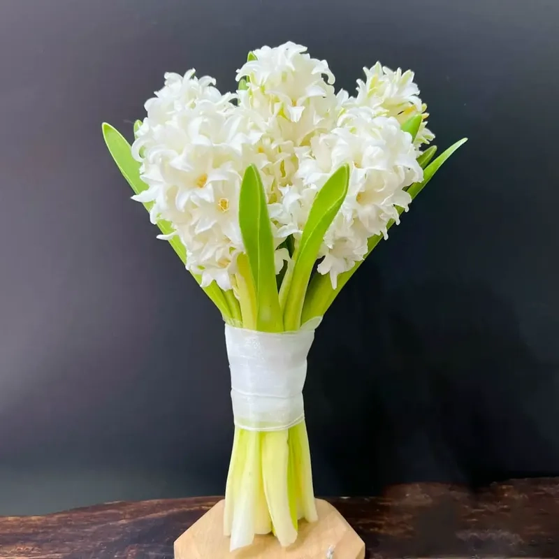 Cách chăm sóc hoa lan dạ hương luôn tươi khỏe