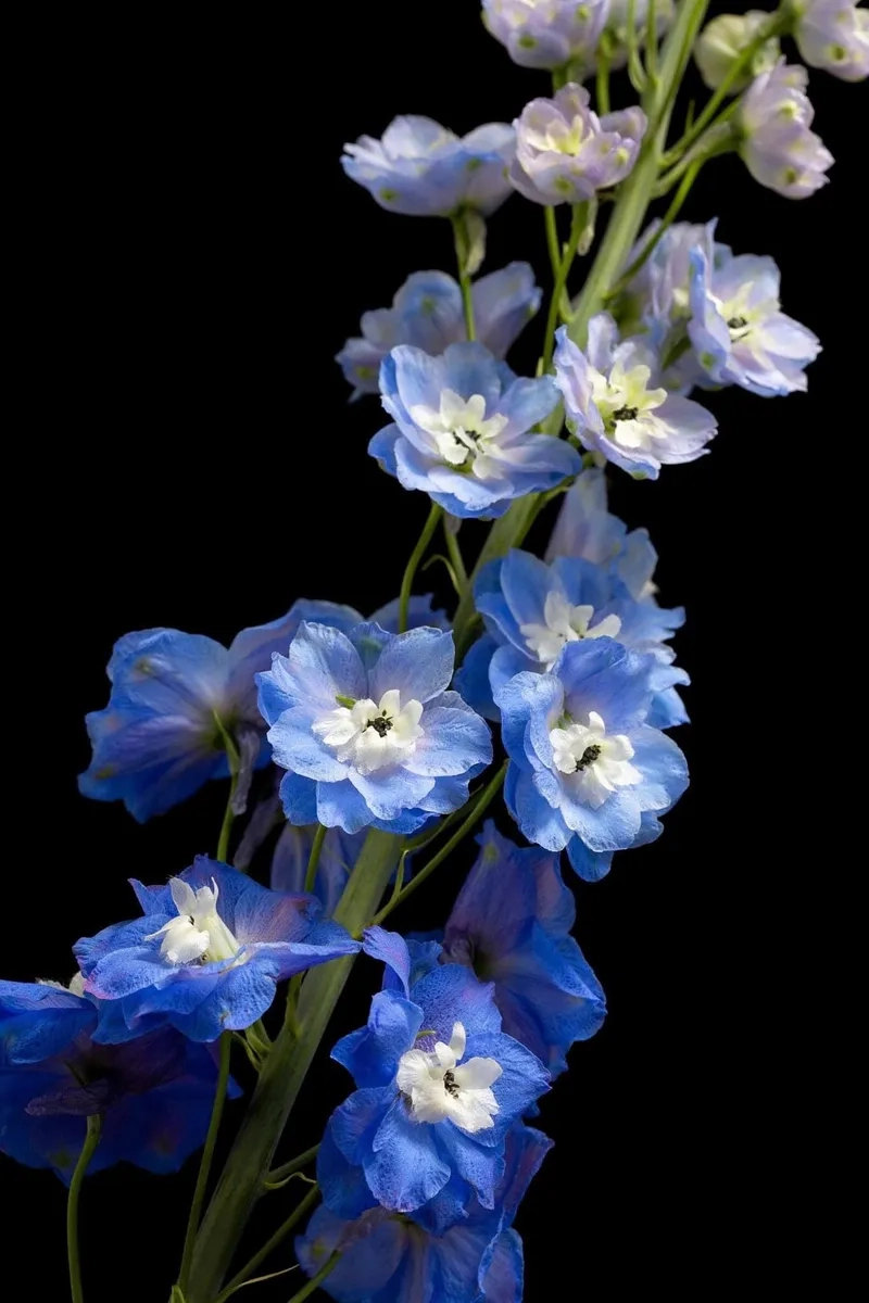 Tham khảo nhẹ nhàng về giá hoa phi yến hiện nay