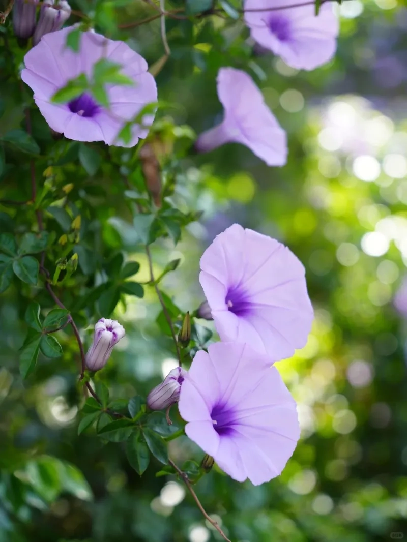 Hoa bìm bìm ý nghĩa gắn với sự kiên trì