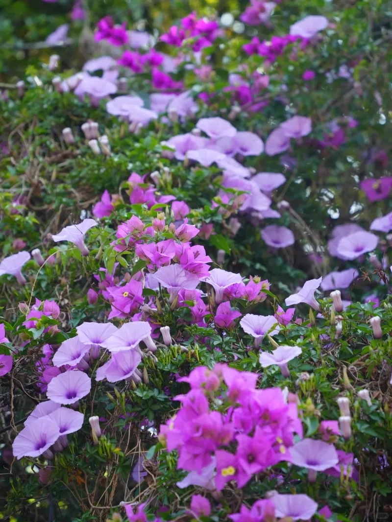 Hình ảnh cây bìm bìm gắn liền làng quê