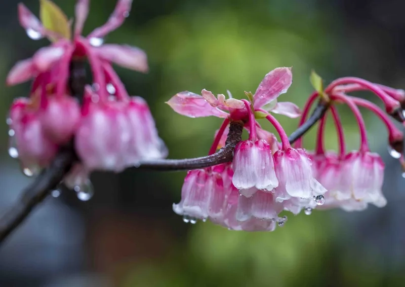 Ít ai biết rõ về nguồn gốc hoa đào chuông