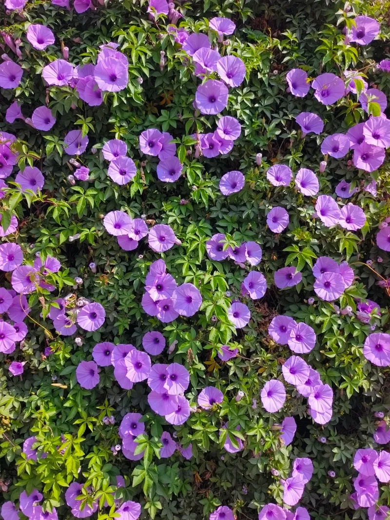 Tác dụng của lá bìm bìm trong y học dân gian