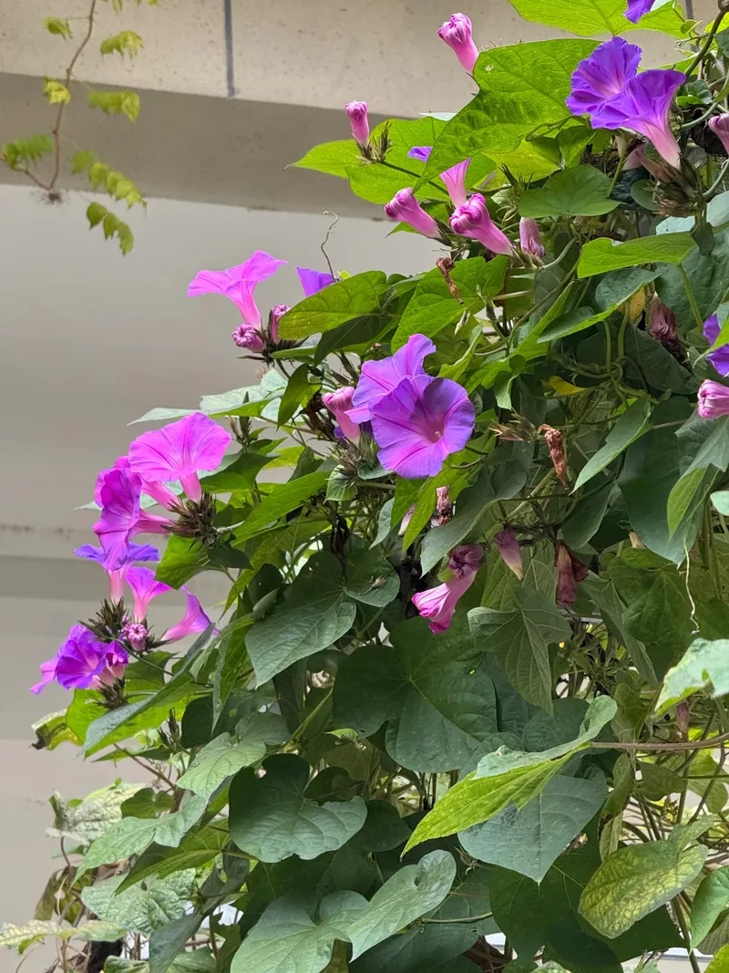 Tác dụng cây bìm bìm được dân gian biết đến