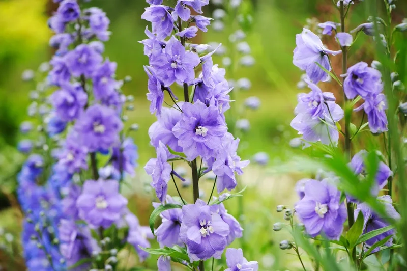 Lựa chọn tinh khôi cho lễ cưới với hoa cưới phi yến