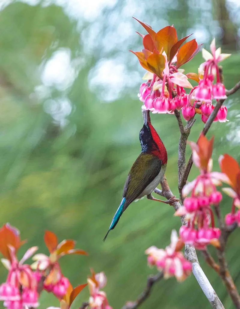 Khung cảnh lãng mạn với hoa đào chuông ở đà lạt
