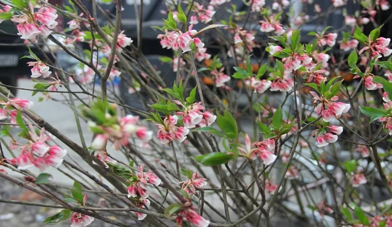 Trải nghiệm thú vị khi du lịch ngắm hoa đào chuông