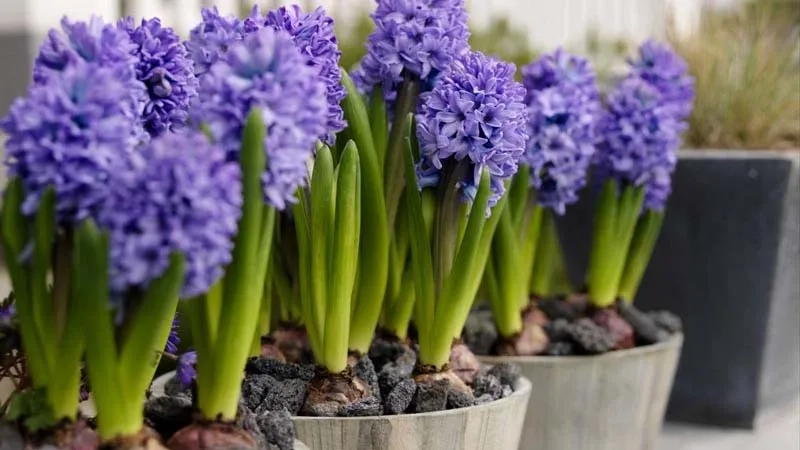 Hình ảnh hoa lan dạ hương đẹp tinh tế sang trọng