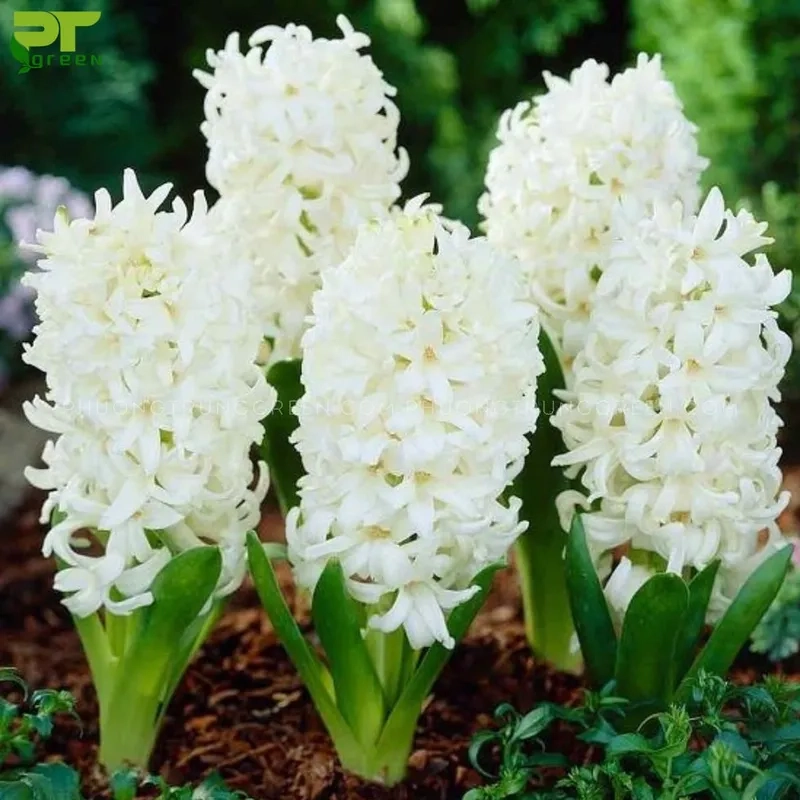 Hoa lan dạ hương hợp mệnh gì theo phong thủy