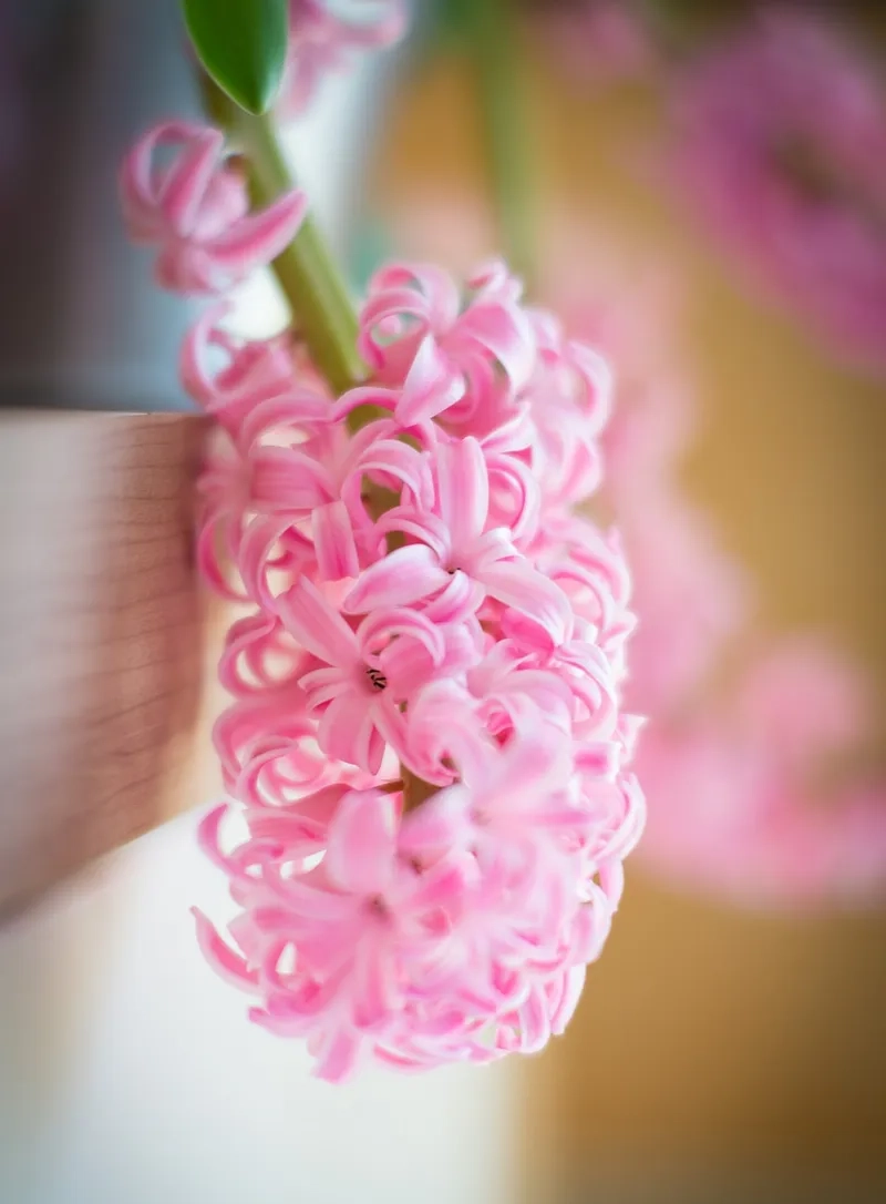 Hoa lan dạ hương phong thủy mang tài lộc