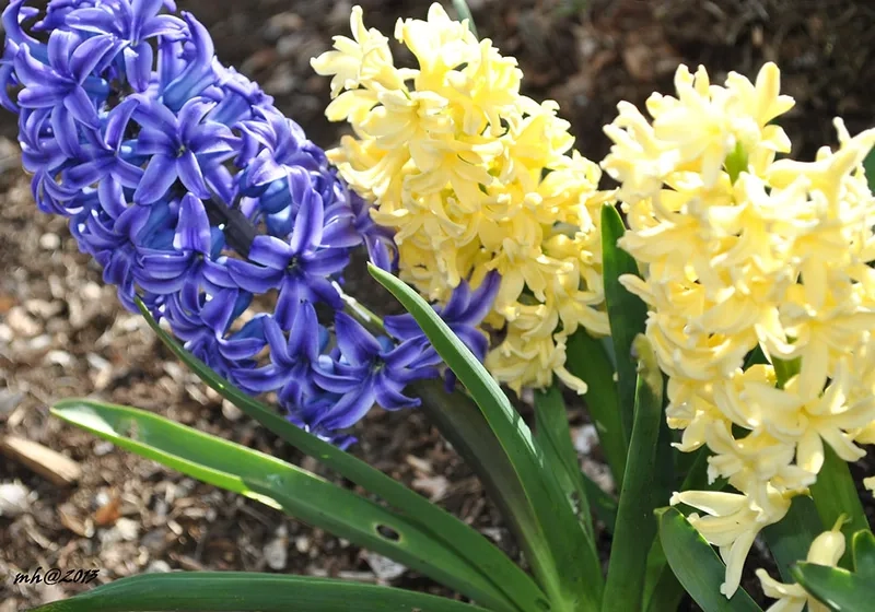 Phân biệt hoa lan dạ hương thật giả chuẩn xác