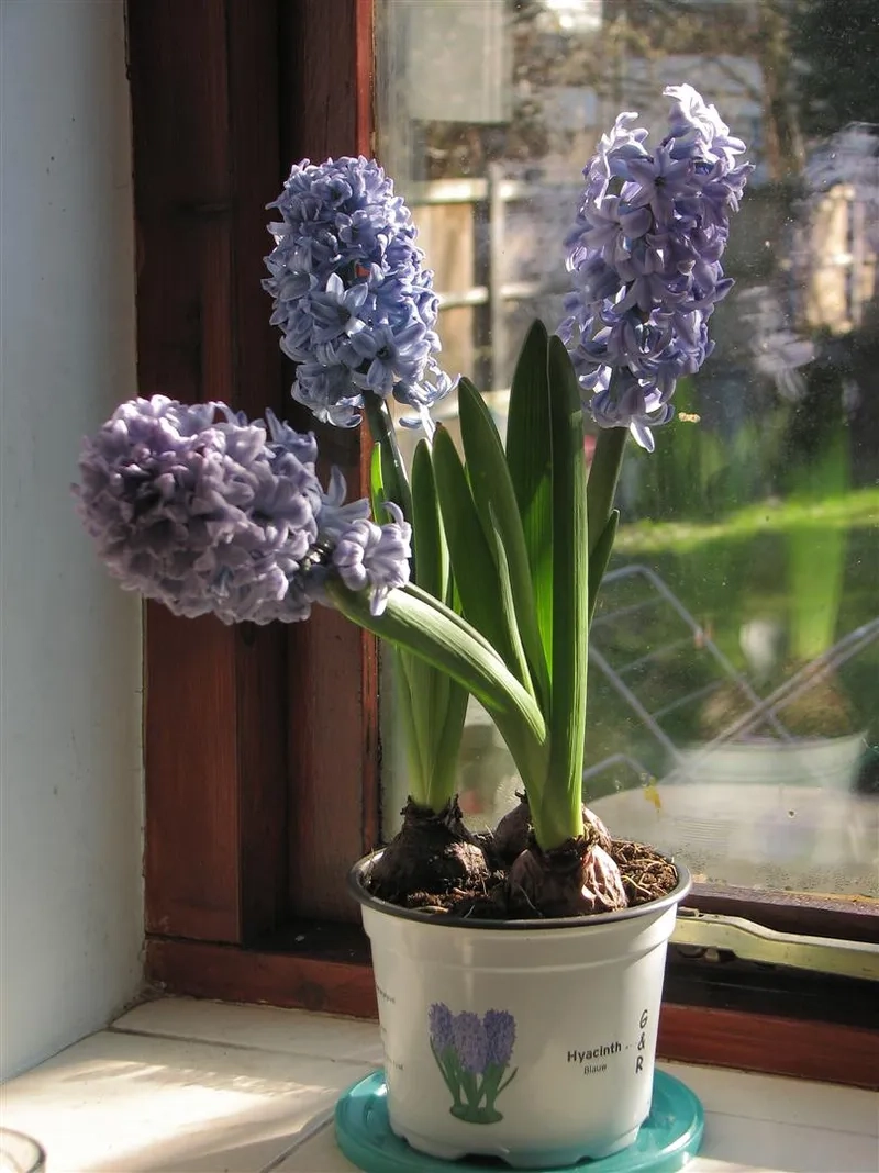 Hoa lan dạ hương nở vào mùa nào trong năm