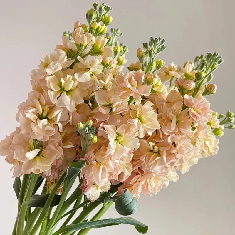 Không gian hài hòa nhờ hoa phi yến ý nghĩa phong thủy