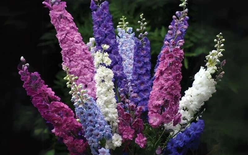 Tìm hiểu hoa phi yến hợp mệnh gì khi trang trí