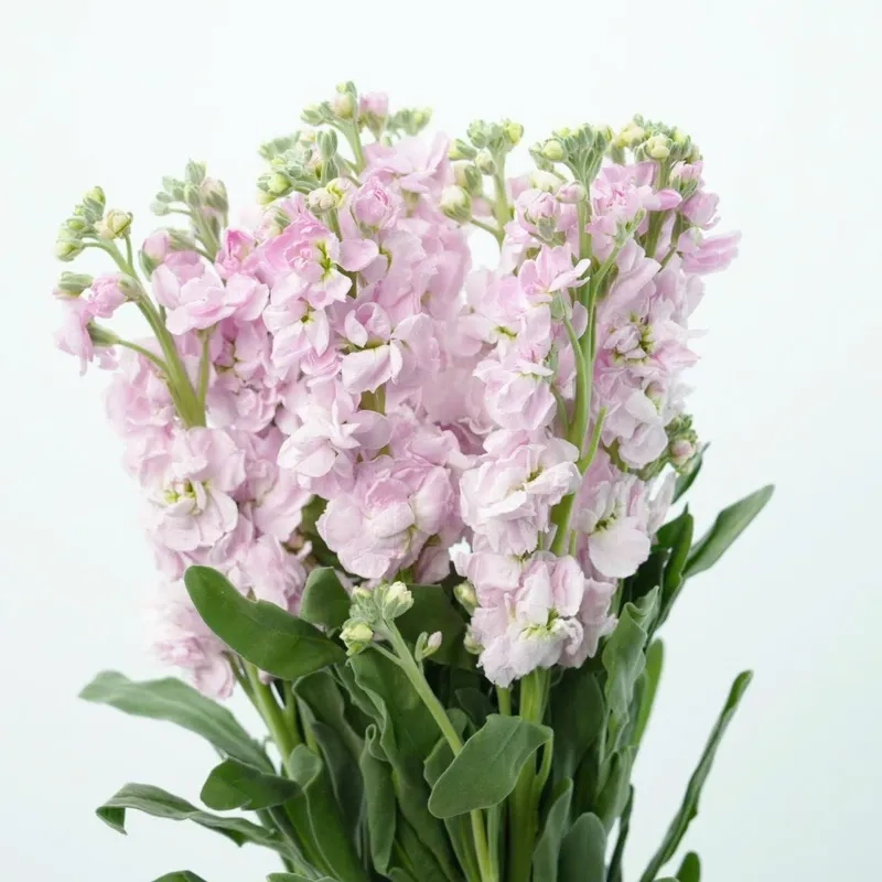 Tạo điểm nhấn sang trọng với hoa phi yến trang trí phòng khách