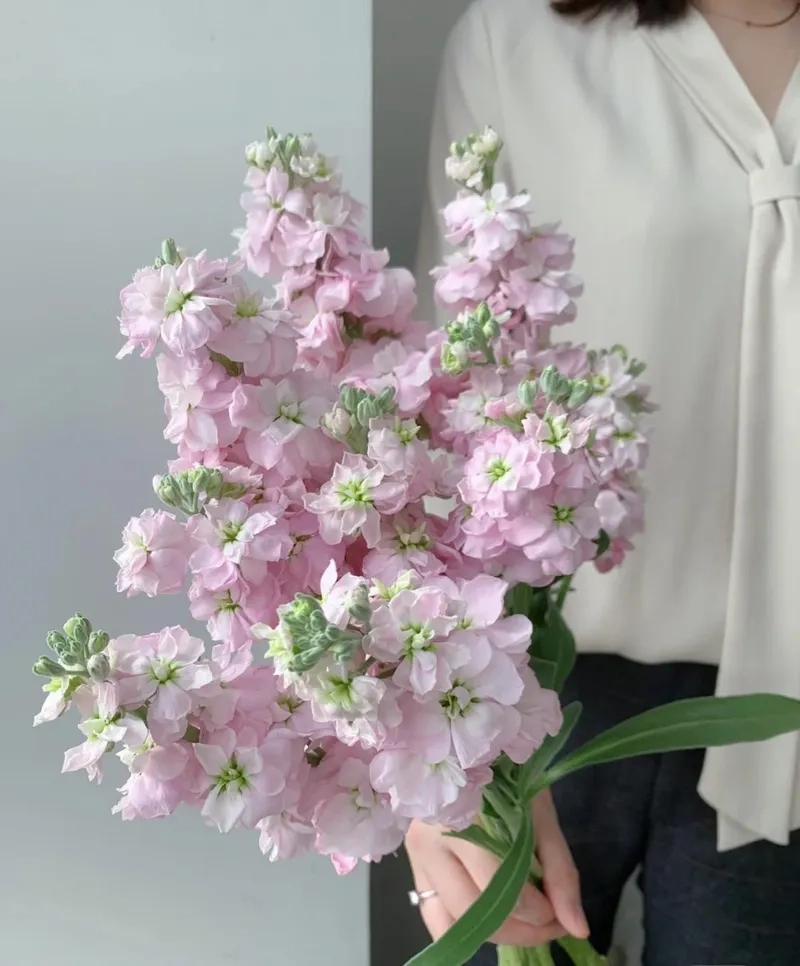 Món quà tinh tế từ hoa phi yến làm quà tặng