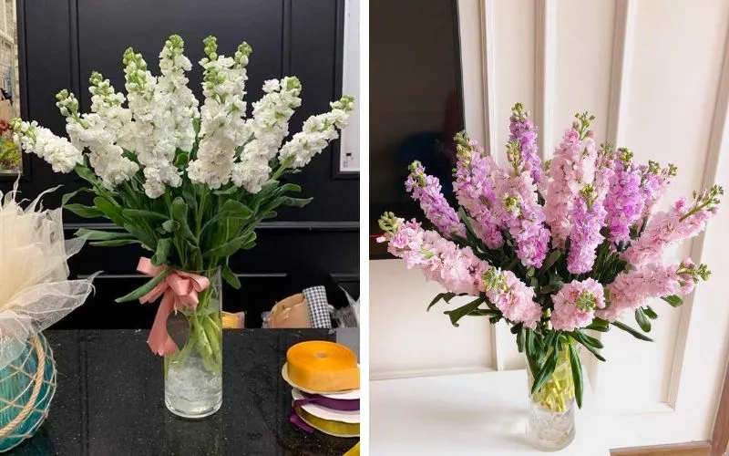 Đường nét thanh thoát của hoa phi yến cắm lọ cao