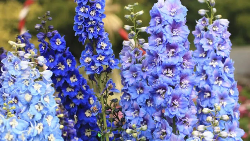 Sắc tím cuốn hút từ hoa phi yến màu tím ý nghĩa