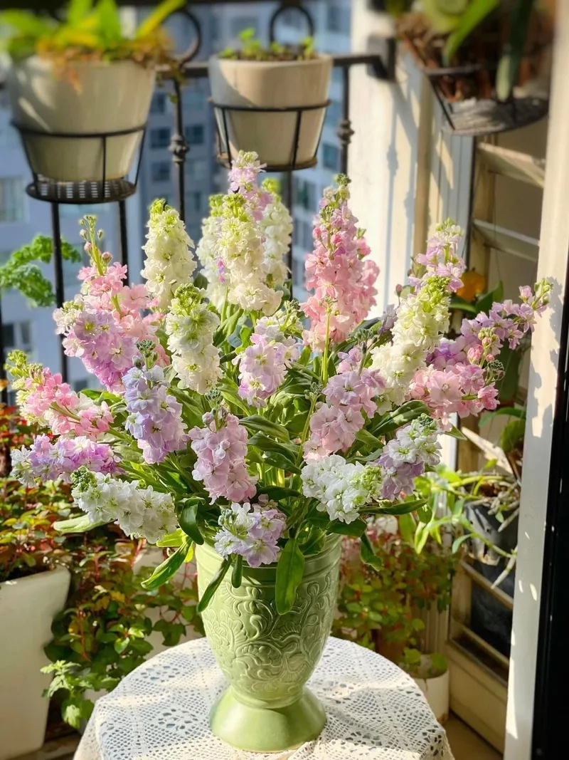 Khám phá sâu hơn ý nghĩa của hoa phi yến