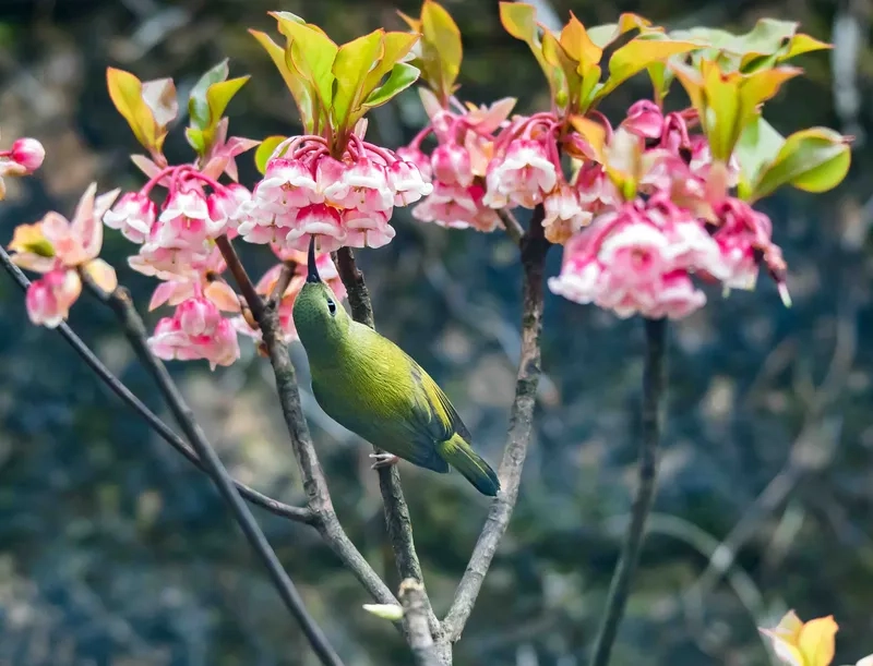 Vẻ đẹp hoang sơ của hoa đào chuông rừng