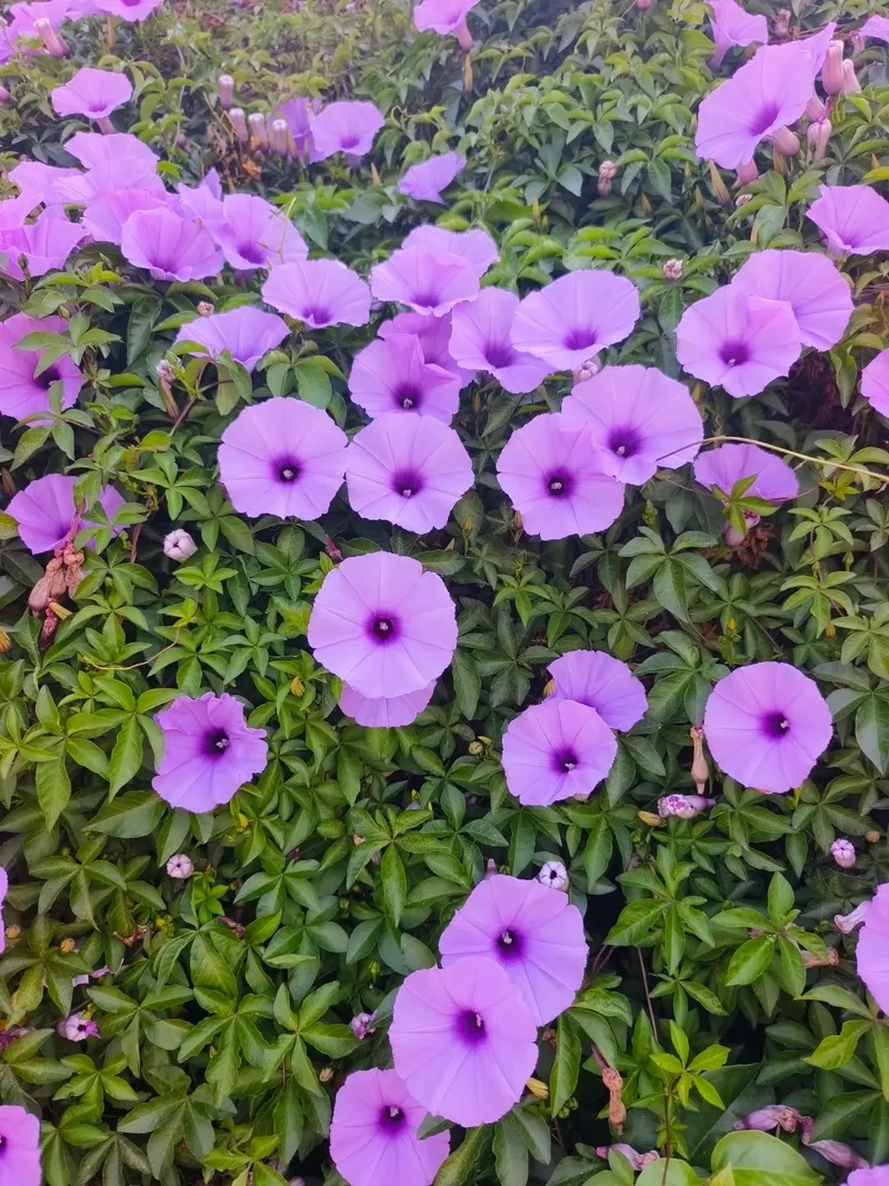 Tác dụng của cây bìm bìm gắn với sức khỏe