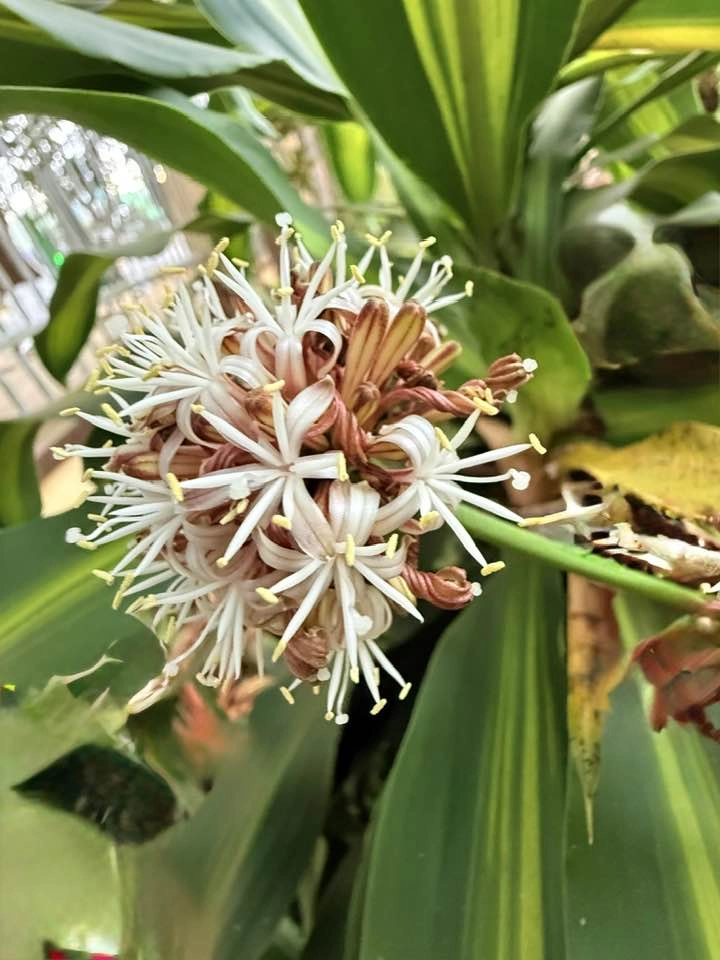 Không gian gọn gàng nhờ cây thiết mộc lan để bàn