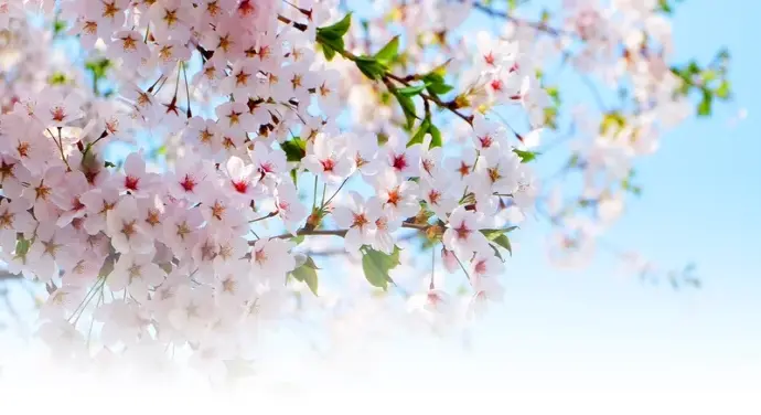 Hoa anh đào loài hoa tinh tế tượng trưng cho sự chân thành