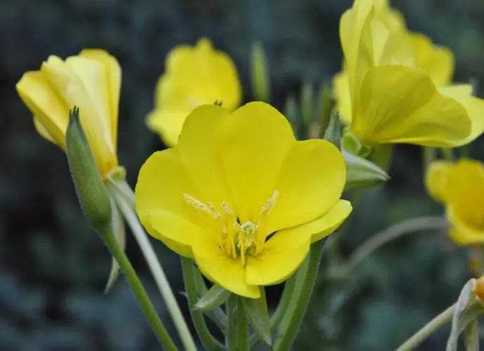 Bộ sưu tập hình ảnh hoa anh thảo tinh khôi đầy cảm xúc