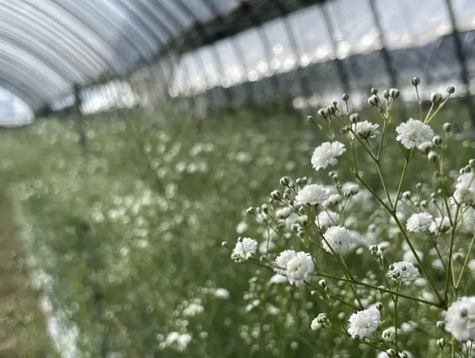 Bộ sưu tập hoa baby đẹp làm say mê mọi ánh nhìn