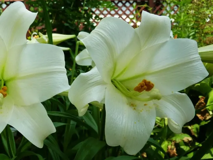 Ngắm hoa bách hợp thuần khiết với vẻ đẹp thanh tao nổi bật