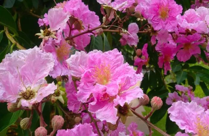 Hình nền hoa Bằng Lăng Tím tươi sáng và tràn sức sống