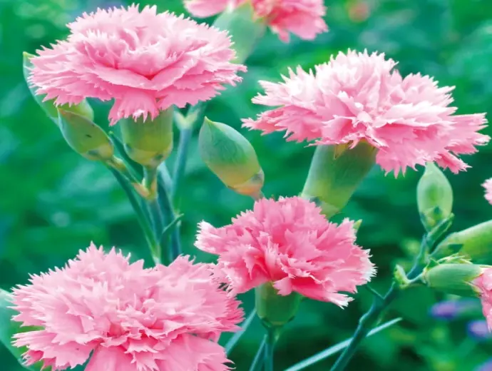 Hình ảnh hoa cẩm chướng rực rỡ và bí ẩn trong tình yêu