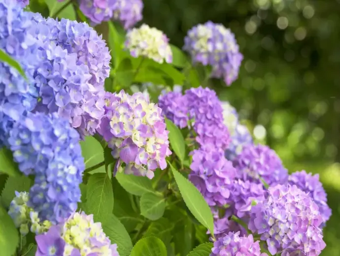 Khám phá hoa cẩm tú cầu đẹp cuốn hút mọi ánh nhìn