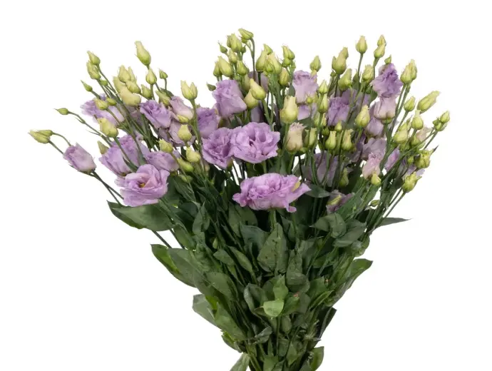 Tổng hợp ảnh Hoa Cát Tường với đủ kiểu dáng và màu sắc