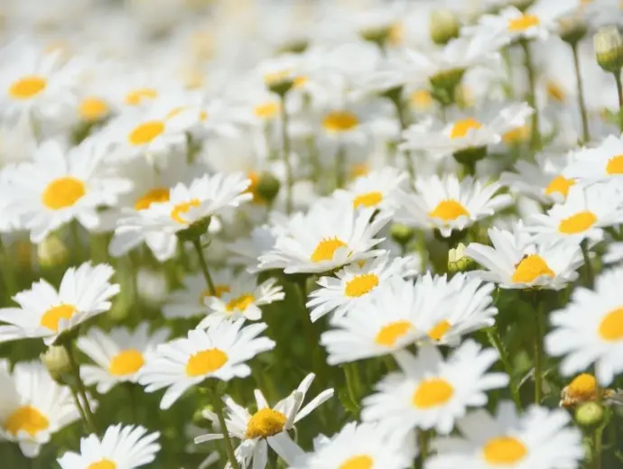 Cập nhật bộ ảnh hoa cúc họa mi rực rỡ đầy sức sống