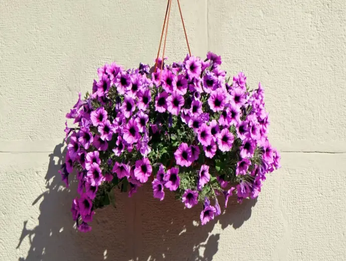 Khám phá vẻ đẹp rực rỡ của hoa dạ yến thảo đầy màu sắc