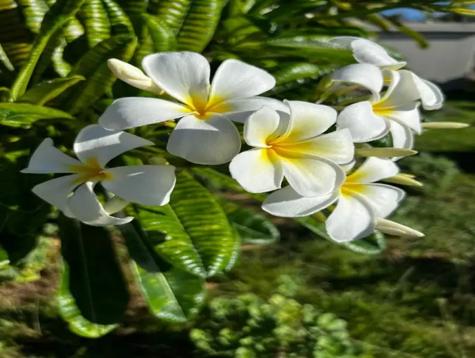 Hoa đại rực rỡ trong các bộ sưu tập hình ảnh độc đáo