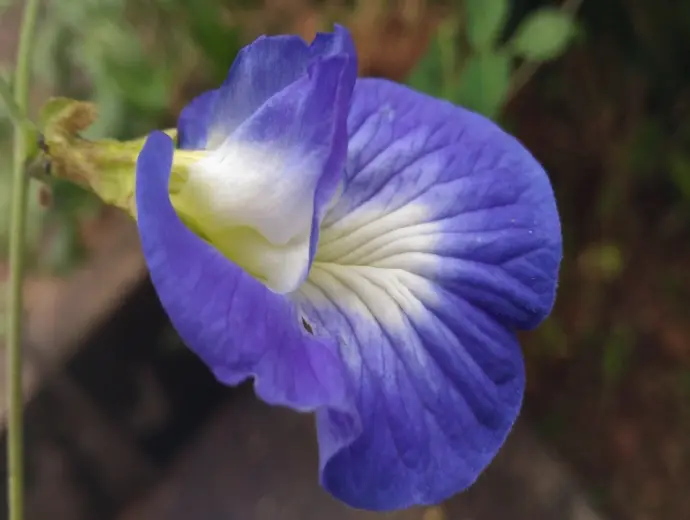 Thế giới hoa đậu biếc đẹp mê hoặc người yêu thiên nhiên